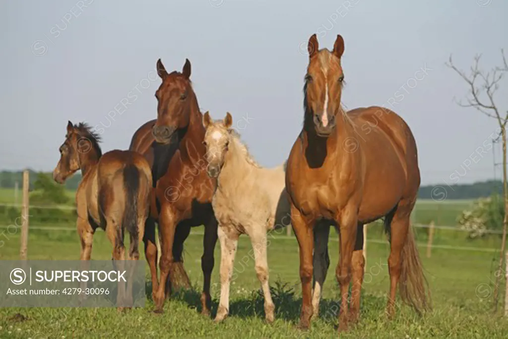 Quarter Horses and foal on meadow