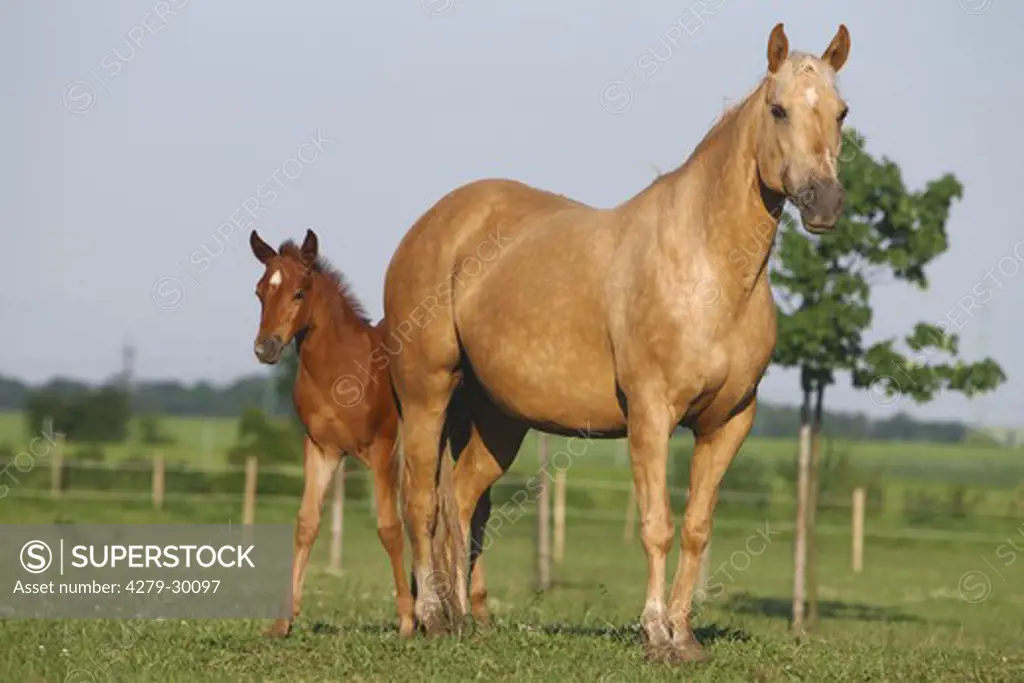 Quarter Horse and foal on meadow
