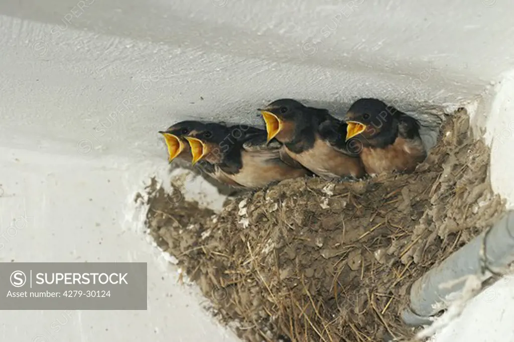 Barn Swallow - squabs in nest, Hirundo rustica