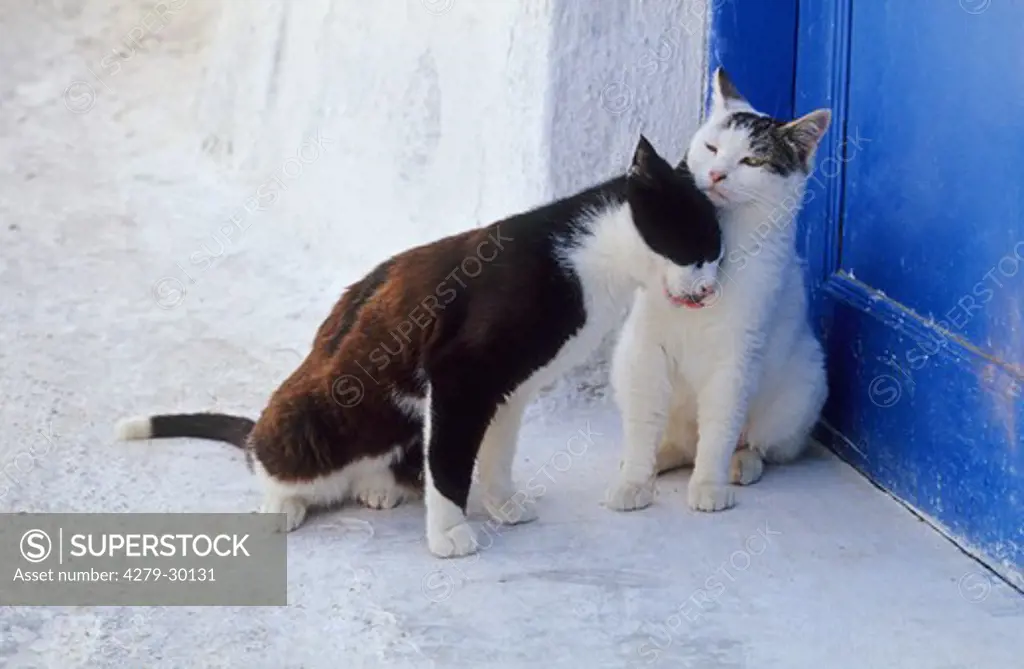 two domestic cats - smooching