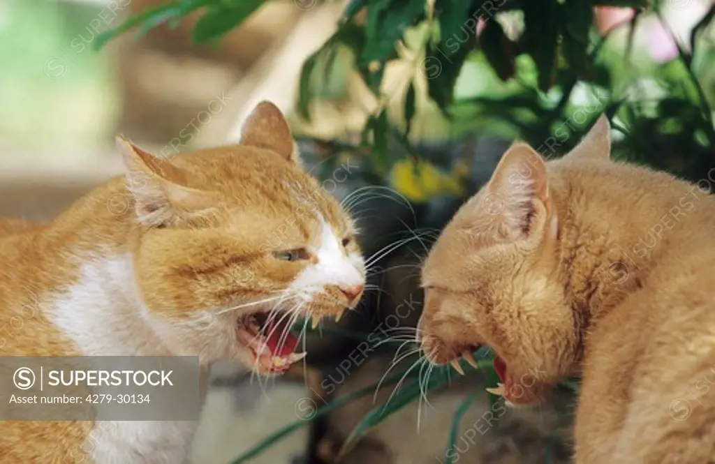two domestic cats - hissing