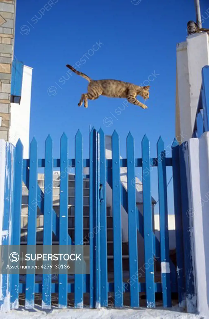 domestic cat - jumping