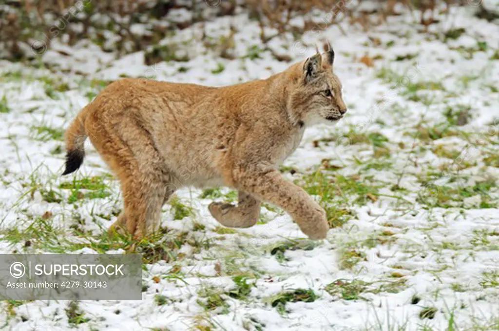 Eurasian lynx - running in snow