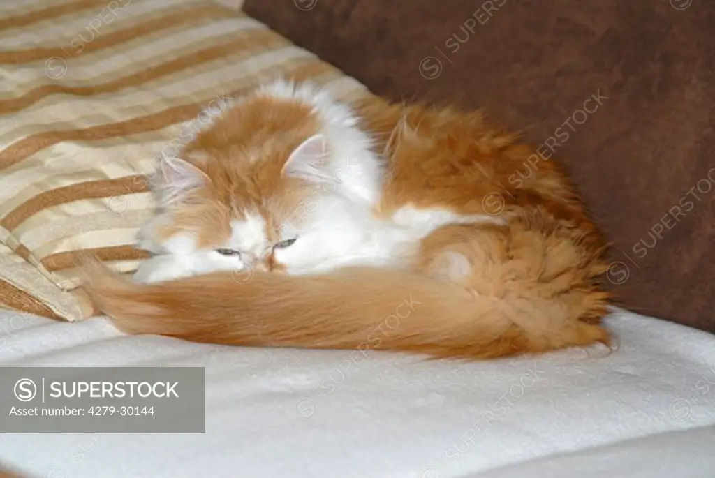 domestic cat (Persian cat,Maine Coon) - lying