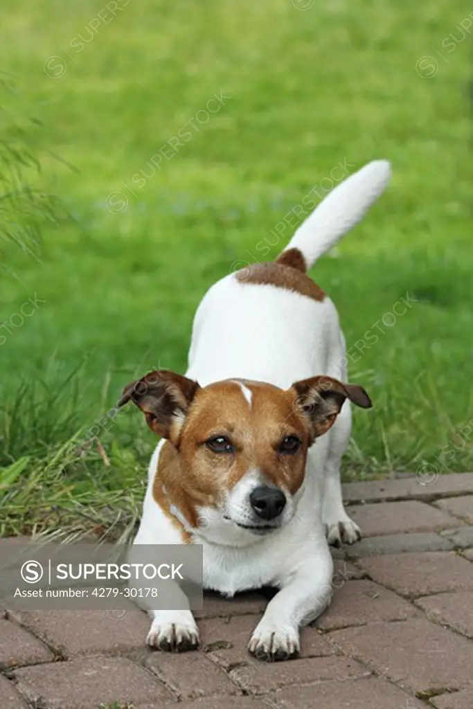 Jack Russell Terrier dog - wanting to play