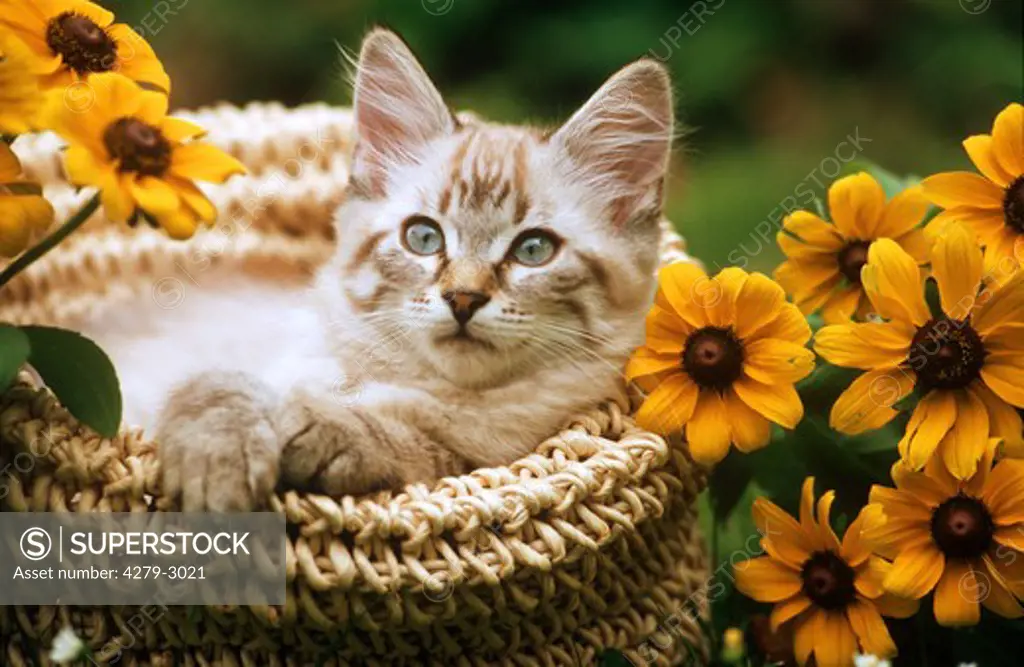 domestic kitten in a basket