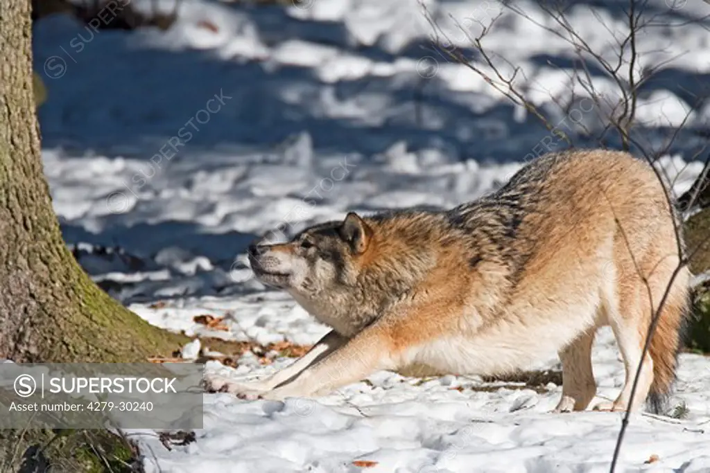 grey wolf - lying on snow