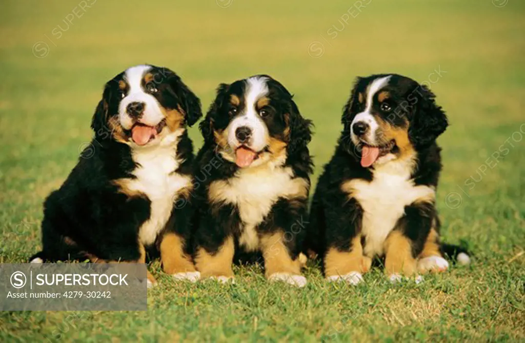 Bernese Mountain dog - three puppies sitting on meadow