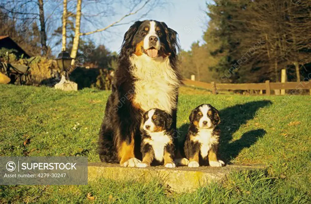 Bernese Mountain dog - sitting with two puppies
