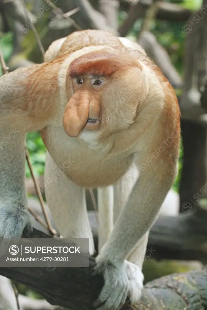long-nosed monkey - standing, Nasalis larvatus