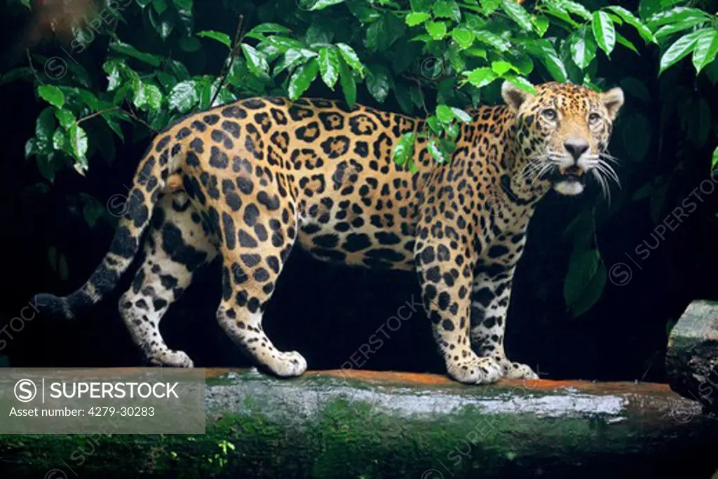 Jaguar - standing on tree trunk, Panthera onca