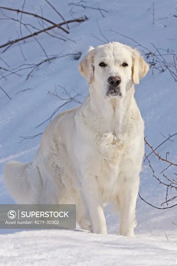 Golden Retriever dog - standing in snow