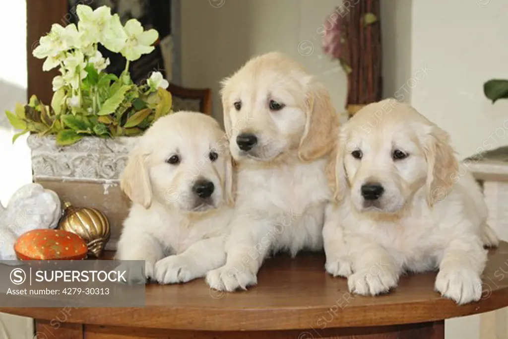 Golden Retriever dog - three puppies lying on table