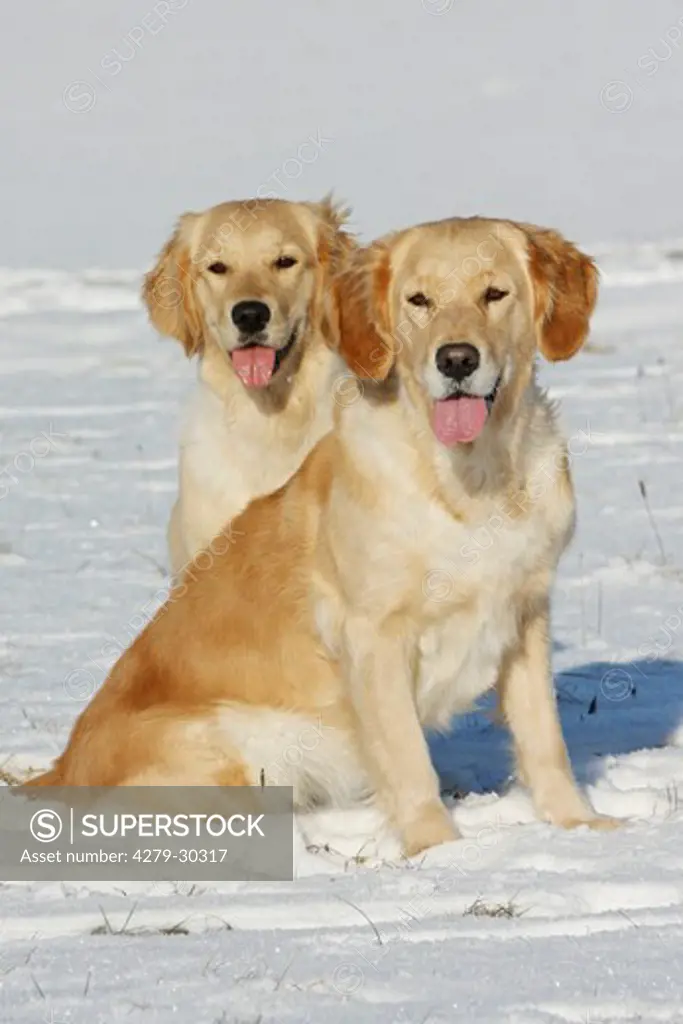 two Golden Retriever dogs - sitting in snow