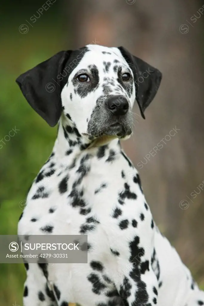 Dalmatian dog - portrait
