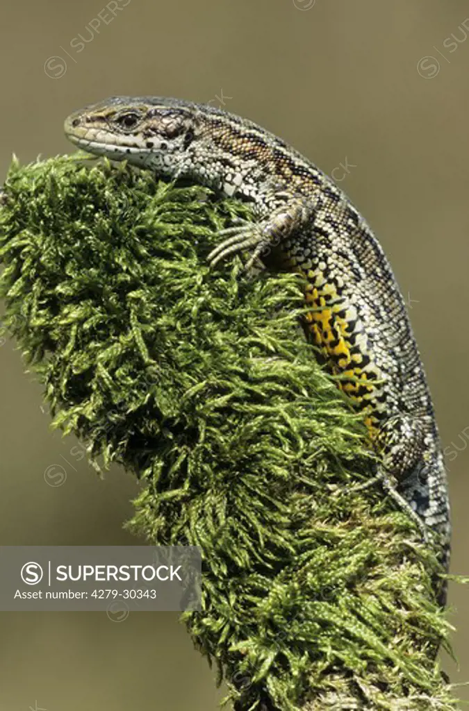 Common Lizard - male, Zootoca vivipara