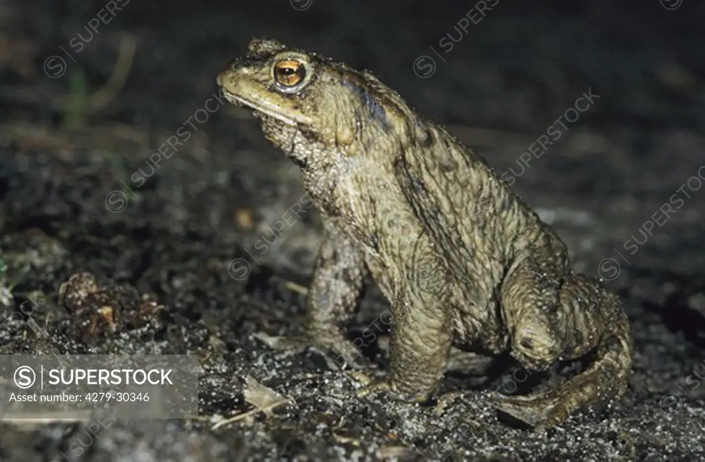 Common Toad, Bufo bufo