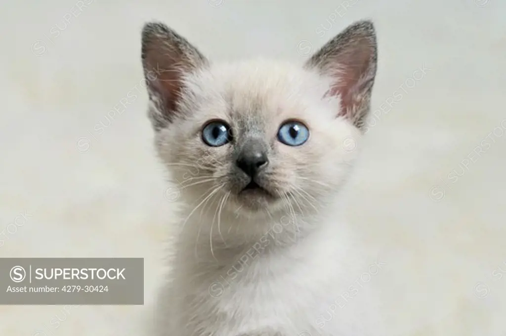 Siamese cat - kitten - portrait
