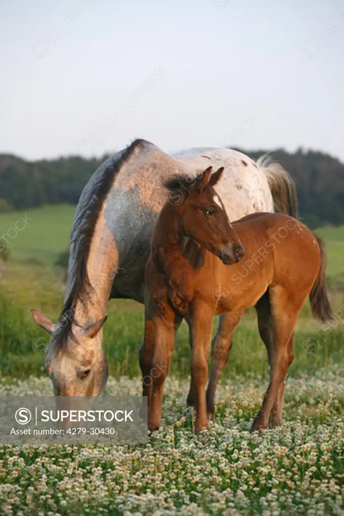 Appaloosa horse and foal on meadow