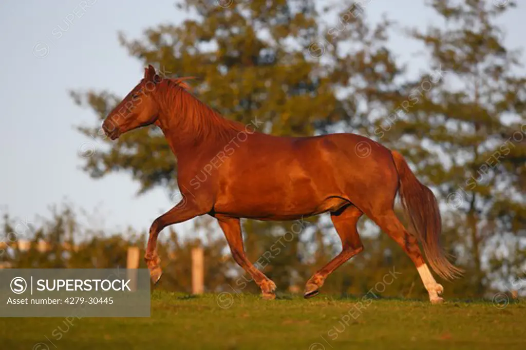 Peruvian Paso horse - trotting on meadow