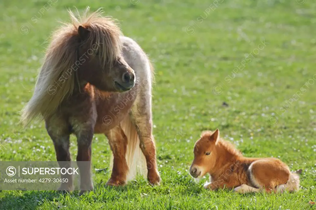 Mini Shetlandpony horse - mare and foal on meadow