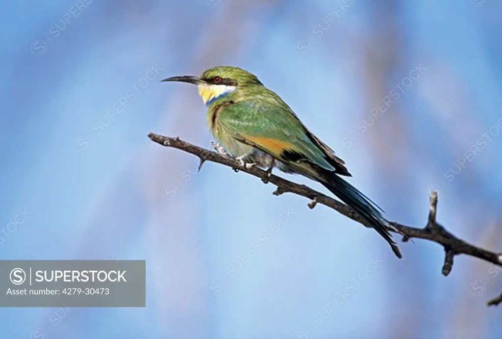 Swallow-tailed Bee-eater on twig, Merops hirundineus