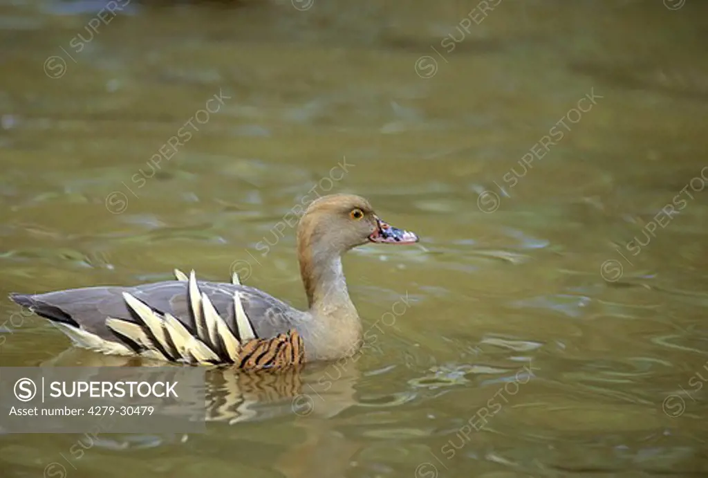 plumed whistling duck - swimming, Dendrocygna eytoni