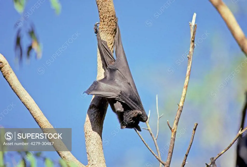 black flying fox, Pteropus alecto
