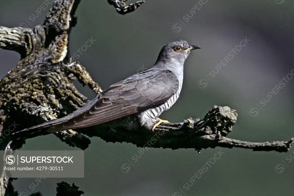 common cuckoo on branch, Cuculus canorus
