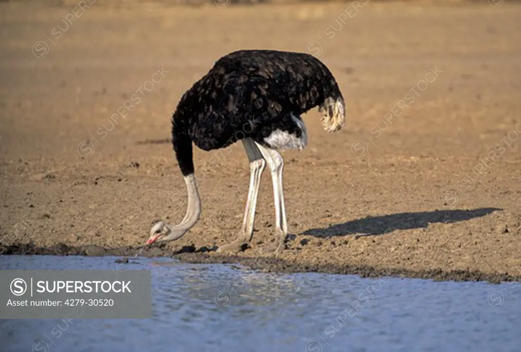 ostrich (male) - drinking, Struthio camelus