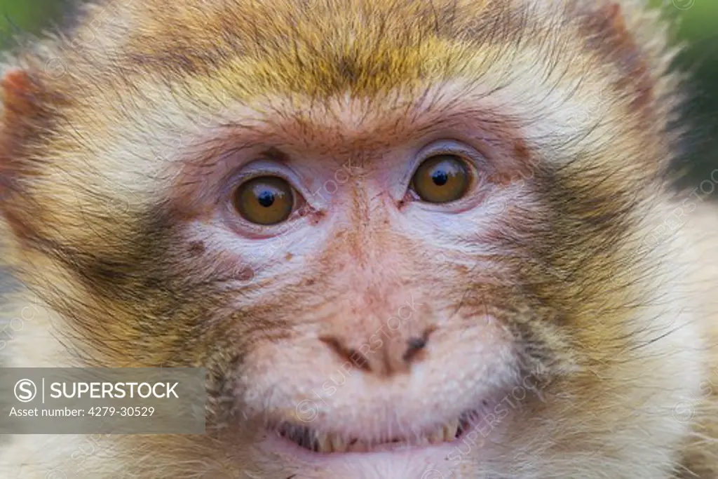 Barbary Macaque - portrait, Macaca sylvanus