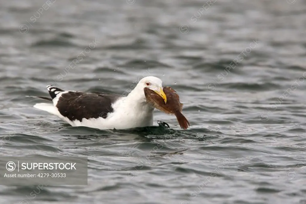 Great Black-backed gull with prey, Larus marinus