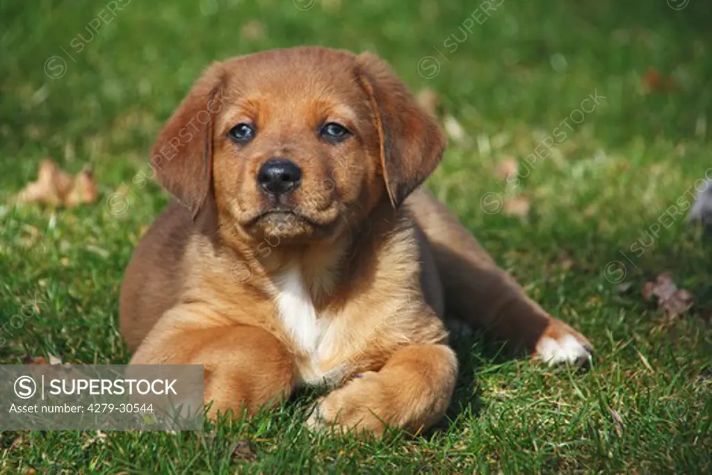 half breed dog (Australian Shepherd) - puppy lying on meadow