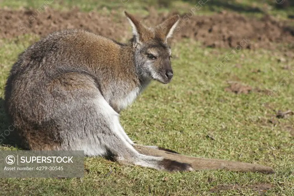Bennett's Wallaby - lying on meadow, Macropus rufogriseus