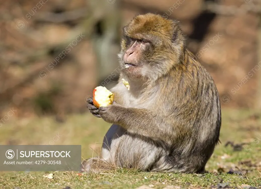 Barbary Macaque - munching an apple, Macaca sylvanus