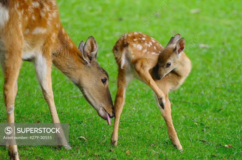 Sika Deer - female and fawn on meadow, Cervus nippon