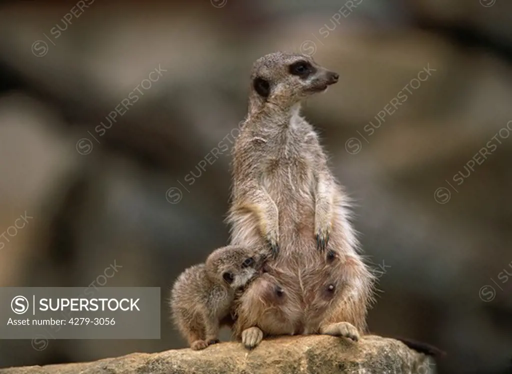 suricate, slender-tailed meerkat, Suricata suricatta