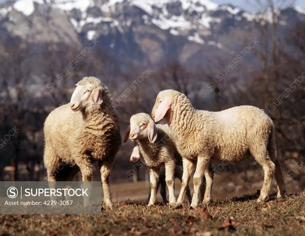 three sheep, Ovis aries
