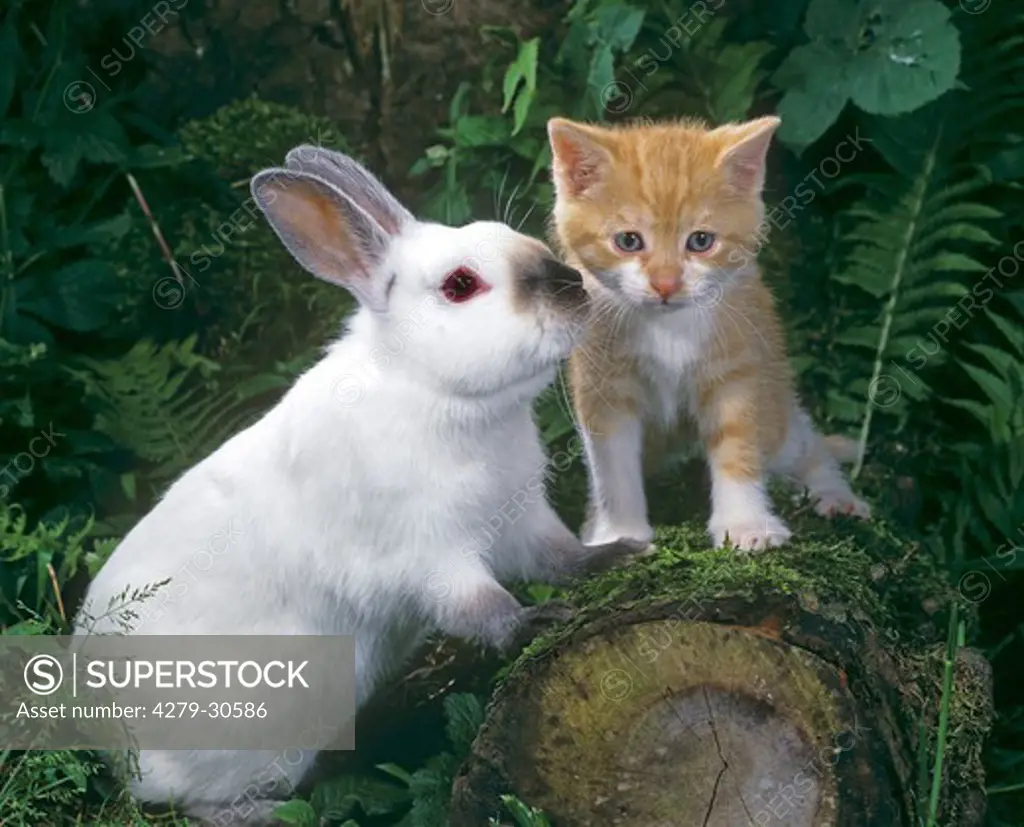animal friendship : kitten and dwarf rabbit
