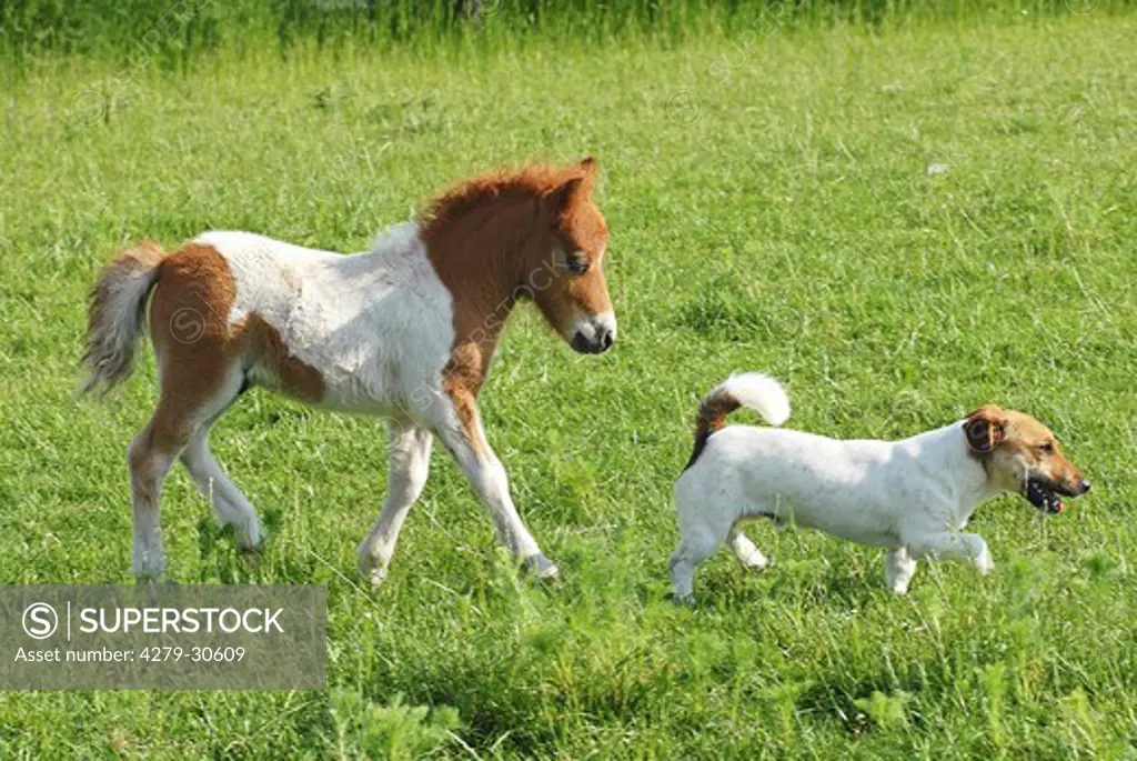 animal friendship : Mini Shetland Pony foal and Jack Russell Terrier dog