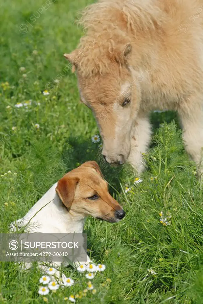 animal friendship : Mini Shetland Pony foal and Jack Russell Terrier dog