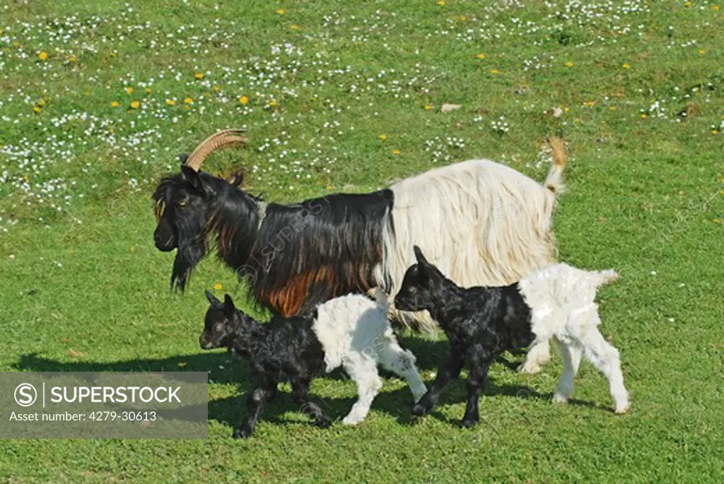Valais Blackneck and two cubs