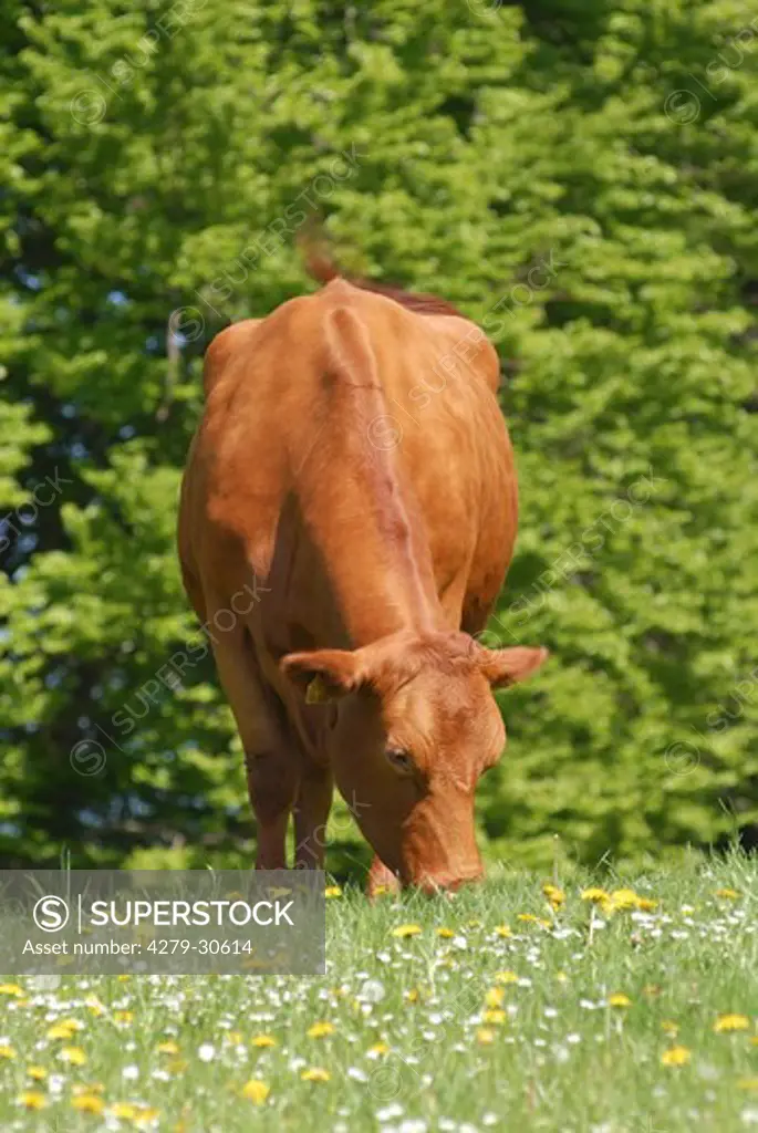 Limousin cattle on meadow