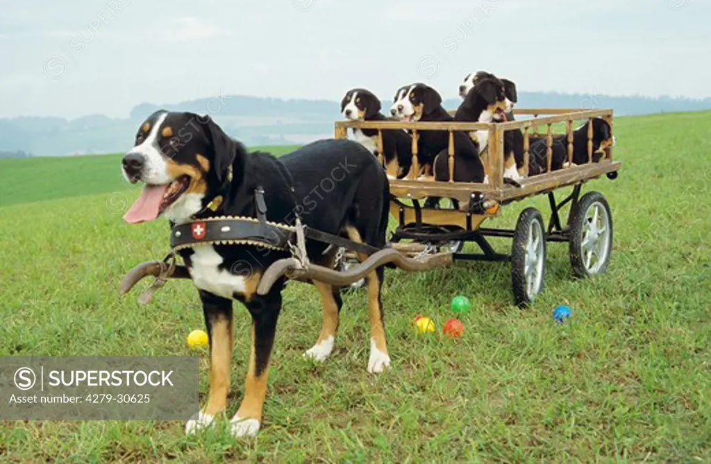 Greater Swiss Mountain dog with puppies in hay cart