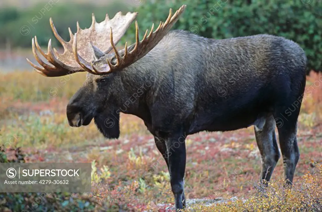 Alasca Moose - bull, Alces alces gigas