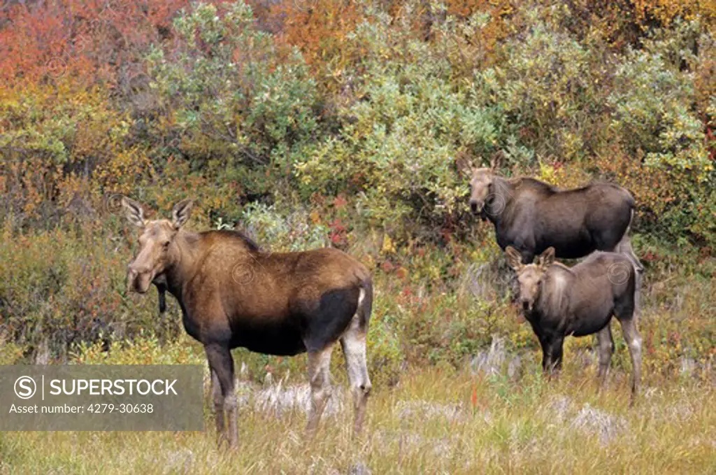 Alasca Moose - female and calves, Alces alces gigas