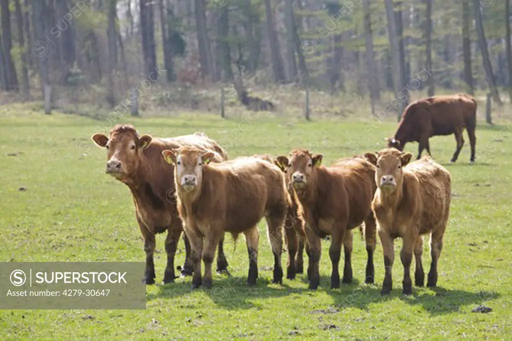 Limousin cattle on meadow