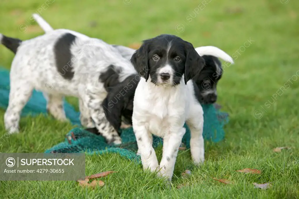 Large Munsterlander dog - puppies on meadow