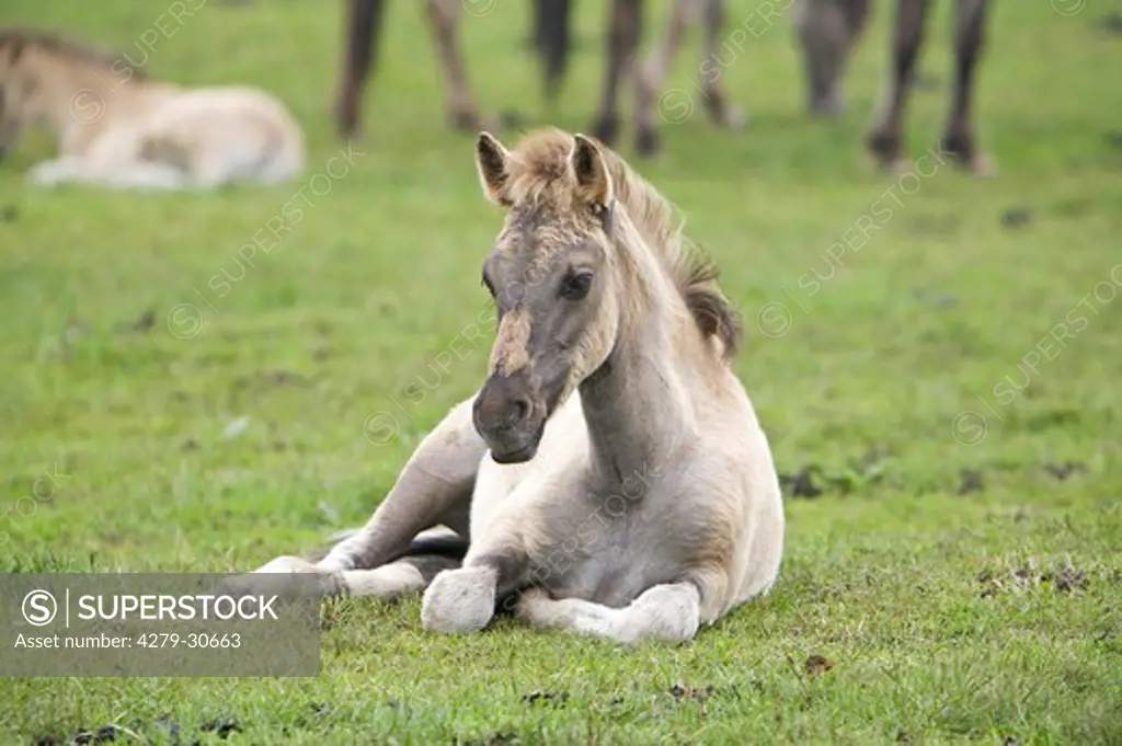 D¸lmen horse - foal lying on meadow