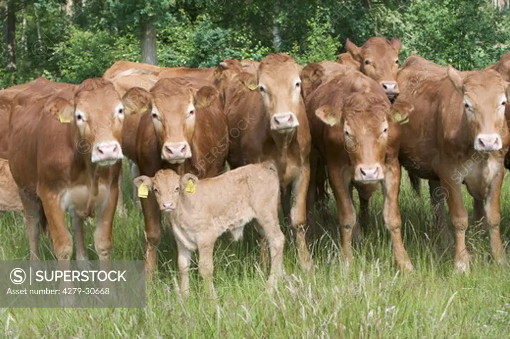 Limousin cattle and calf on meadow